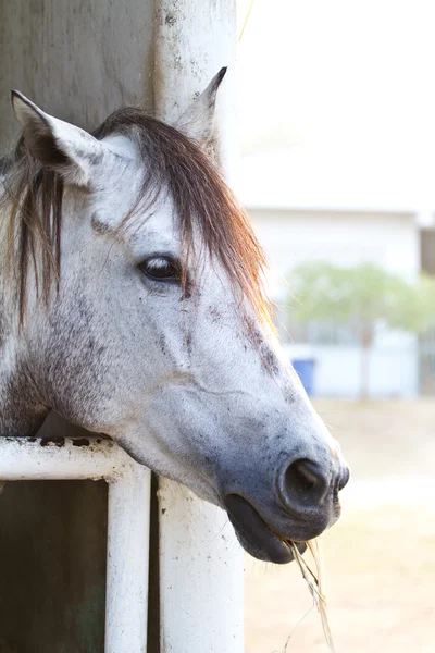 Tête de cheval — Photo