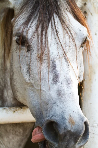Olho de cavalo perto na tecla alta — Fotografia de Stock