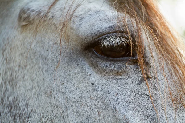 At göz yakın çekim yüksek anahtar — Stok fotoğraf