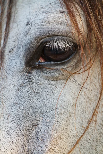 At göz yakın çekim yüksek anahtar — Stok fotoğraf