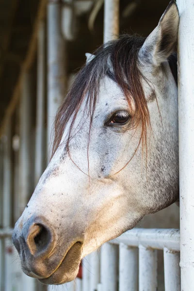 Pferdekopf — Stockfoto