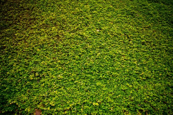 Grama verde — Fotografia de Stock