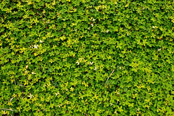 Grama verde — Fotografia de Stock