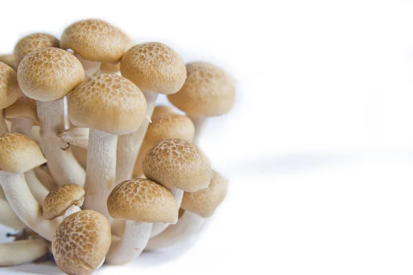 Brown beech mushrooms (Hypsizygus marmoreus) on White Background — Stock Photo, Image