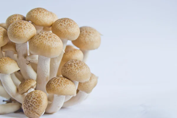 Brown beech mushrooms (Hypsizygus marmoreus) on White Background — Stock Photo, Image