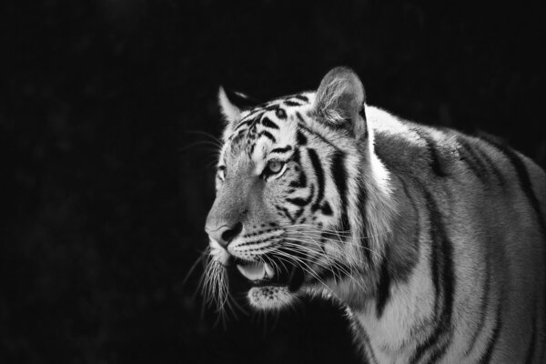 Portrait of Amur Tigers