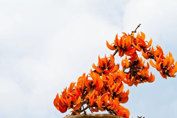 Klootzak teak bloem — Stockfoto