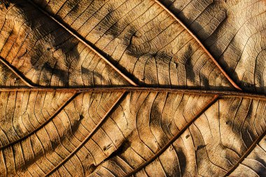 tik kuru yaprak yakın çekim