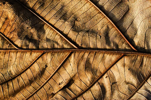 Foglia di teak secca da vicino — Foto Stock