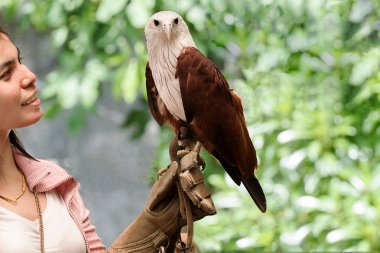 Falconer'ın kadın el üzerinde oturan Şahin