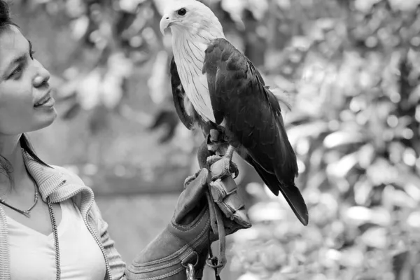 Halcón sentado en la mano de la mujer halconera — Foto de Stock