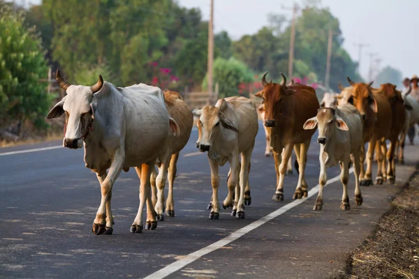 Modo de vida Campo na Tailândia — Fotografia de Stock