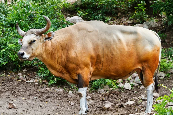 Gaur en kao kheow zoológico abierto Chonburi, Tailandia . — Foto de Stock