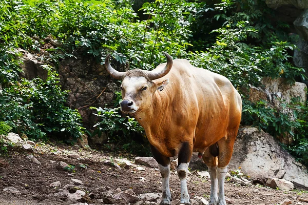 Gaur en kao kheow zoológico abierto Chonburi, Tailandia . —  Fotos de Stock