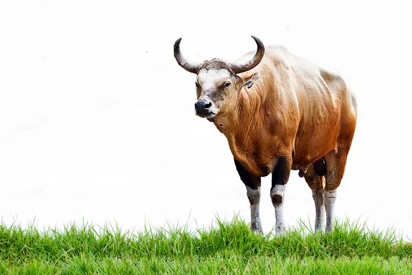 Gaur en kao kheow zoológico abierto Chonburi, Tailandia . —  Fotos de Stock