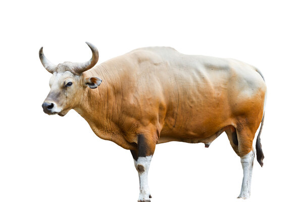 Gaur in kao kheow open zoo Chonburi, Thailand
.