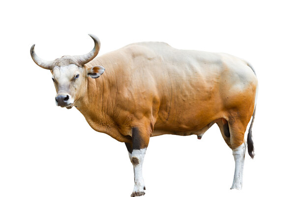 Gaur in kao kheow open zoo Chonburi, Thailand
.