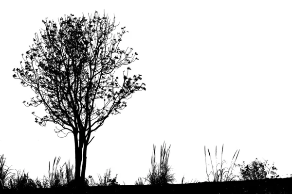 mountrain on ağacının