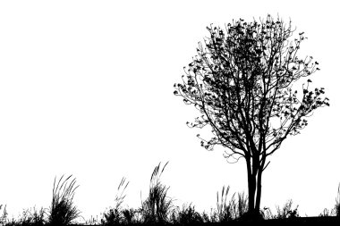 mountrain on ağacının