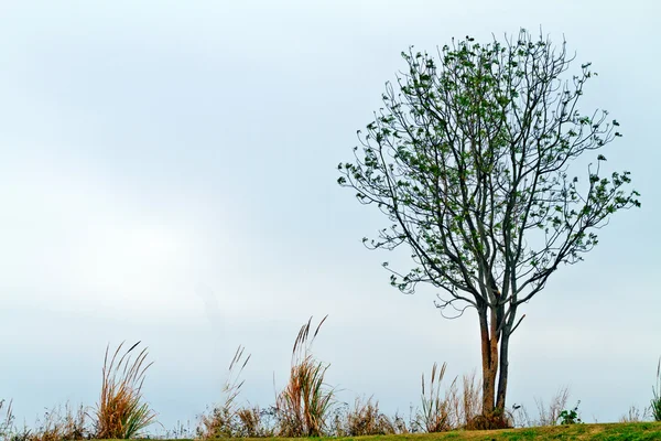 Baum auf Bergzug — Stockfoto