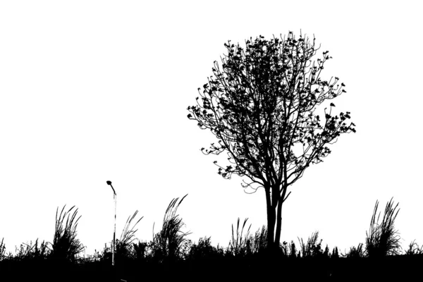 Tree on mountrain — Stock Photo, Image