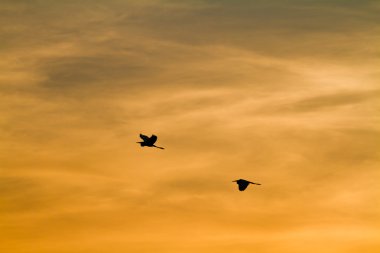 Sabahın erken saatlerinde denizin üzerinde güneş doğuyor ve bir kuş