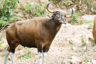 gülbay, kao kheow aç Hayvanat Bahçesi chonburi, thailand.