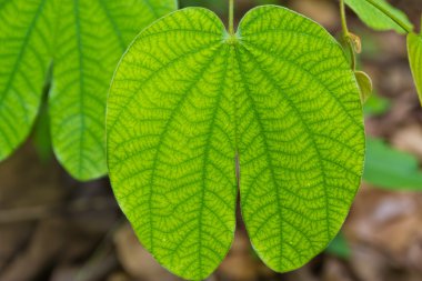 Tay ormanda yaprak yeşil