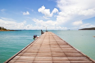 ATI alan dörtnala. kameraya bakıyor.