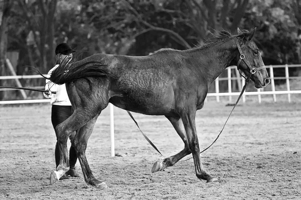 Piloto feminino treina o cavalo no curso de equitação — Fotografia de Stock