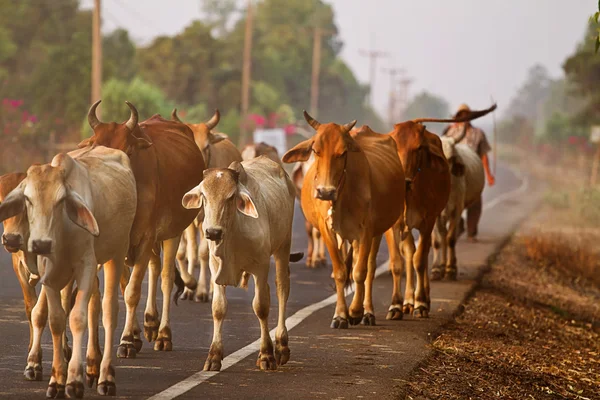 Modo de vida Campo na Tailândia — Fotografia de Stock