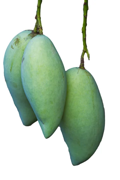 Mango aus Baum-Mango — Stockfoto