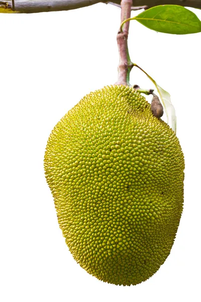 Nangka — Stockfoto