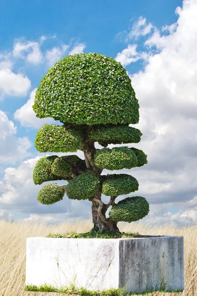 Anão de estilo de decoração de jardim no parque ao ar livre — Fotografia de Stock