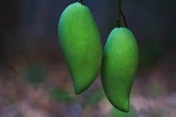 Mango from tree mango — Stock Photo, Image