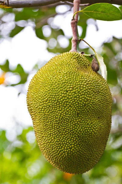 Frutas — Fotografia de Stock