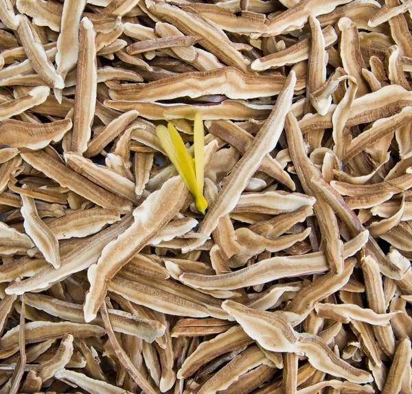 Close up Piece of dry Ling Zhi Mushroom — Stock Photo, Image