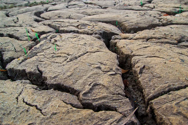 Textura de terra seca na Tailândia — Fotografia de Stock