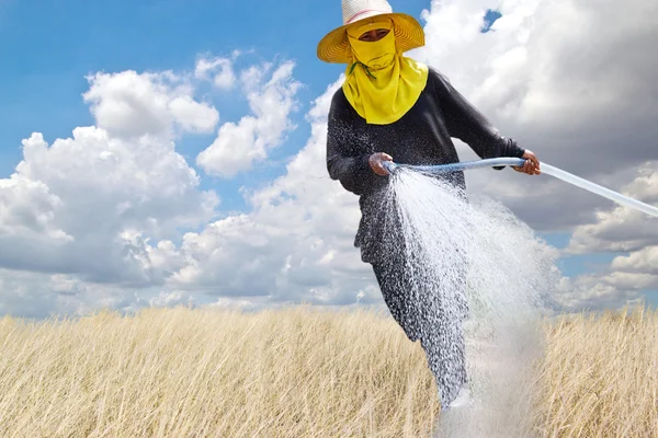 Vrouw drenken in biologische moestuin — Stockfoto