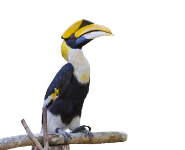 Hayvanat Bahçesi içinde kapaksız Kartallar