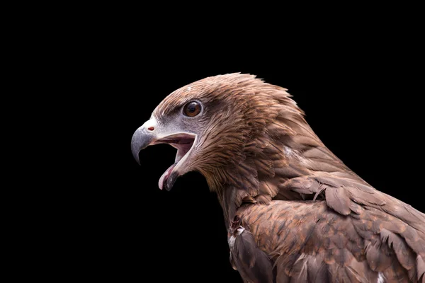 Red-tailed hawk — Stock Photo, Image