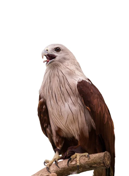 Red Hawk in the zoo,Thailand. — Stock Photo, Image