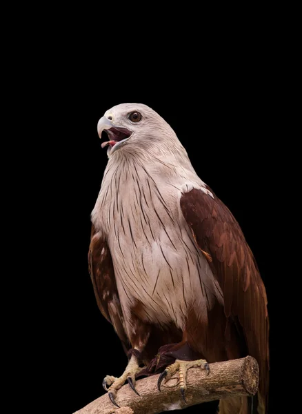 Red Hawk in the zoo,Thailand. — Stock Photo, Image