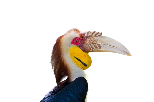 Wreathed Hornbill in the zoo — Stock Photo, Image