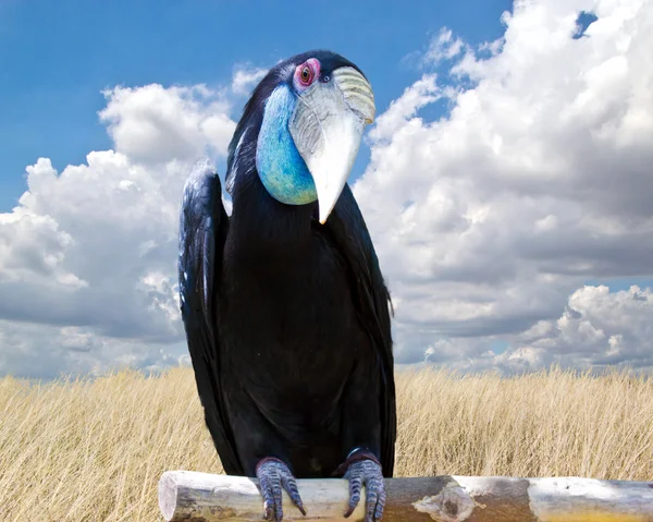 Wreathed Hornbill in the zoo — Stock Photo, Image