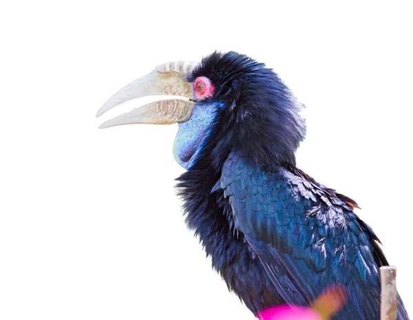 Hornbill Wreathed no zoológico — Fotografia de Stock
