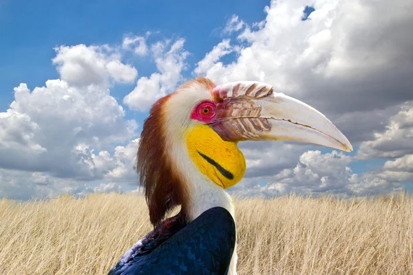 Achtergrond neushoornvogel in de dierentuin — Stockfoto