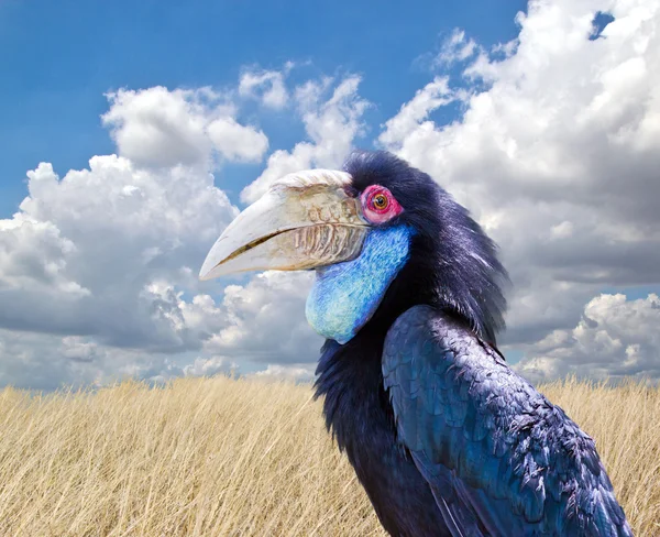 Wreathed Hornbill in the zoo — Stock Photo, Image