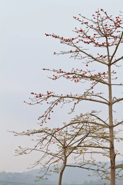 Baumwollbaum aus roter Seide - der lateinische Name ist bombax ceiba — Stockfoto