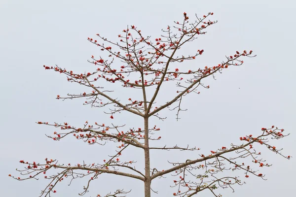 Red Silk Cotton Tree - The Latin name is Bombax Ceiba — Stock Photo, Image